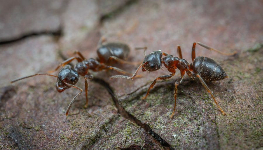 Jak pozbyć się mrówek z domu sprawdzone sposoby?